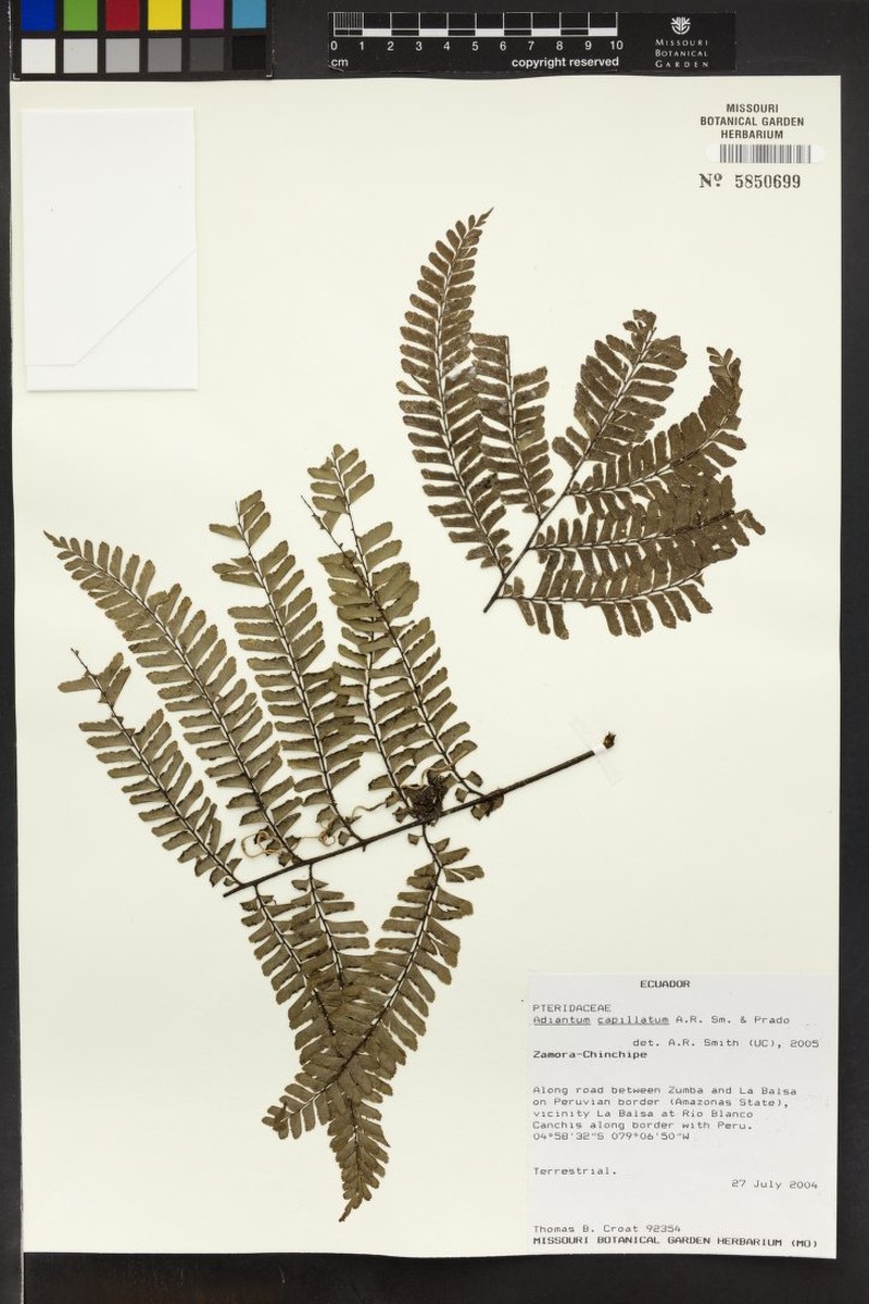 Adiantum capillatum photo 2