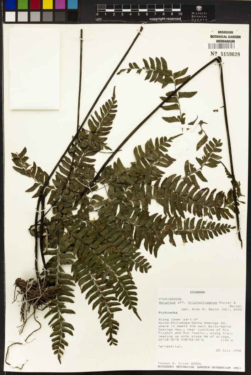 Adiantum capillatum photo 3