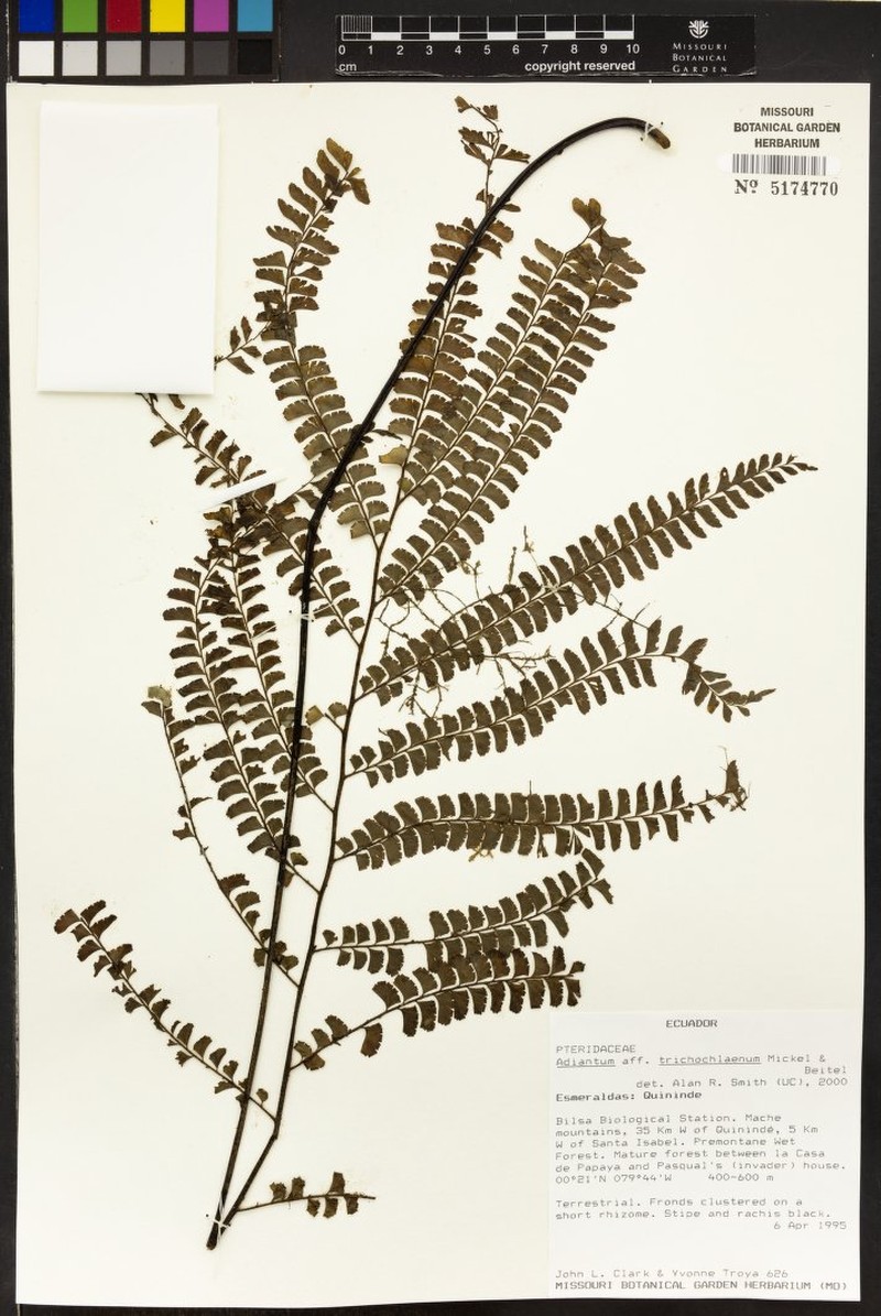 Adiantum capillatum photo 4