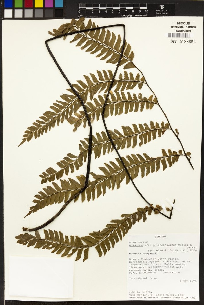Adiantum capillatum photo 5