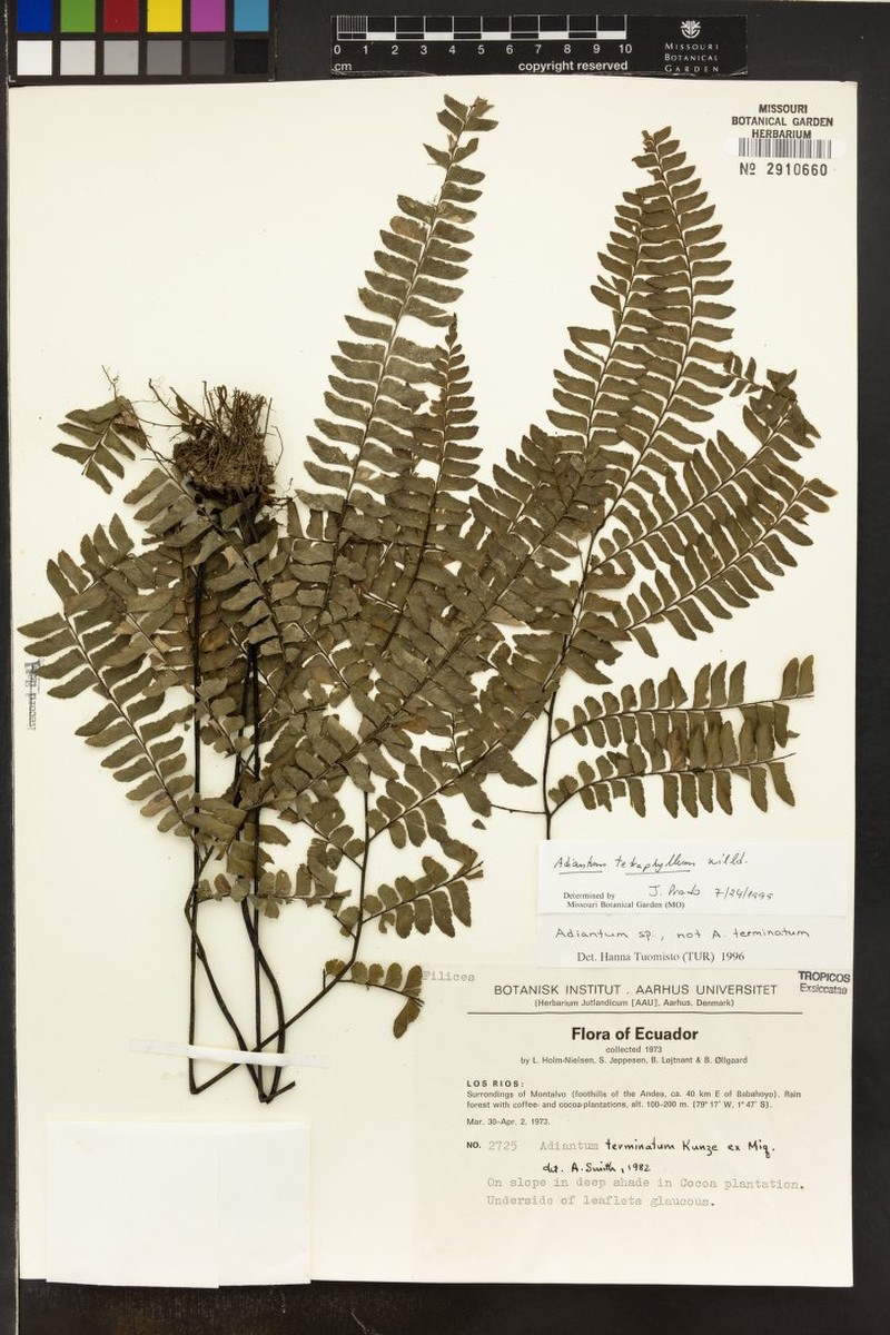 Adiantum capillatum photo 6