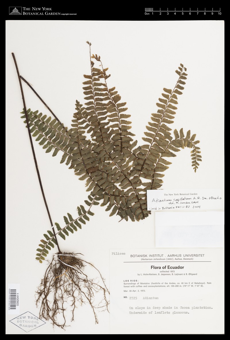 Adiantum capillatum photo 7