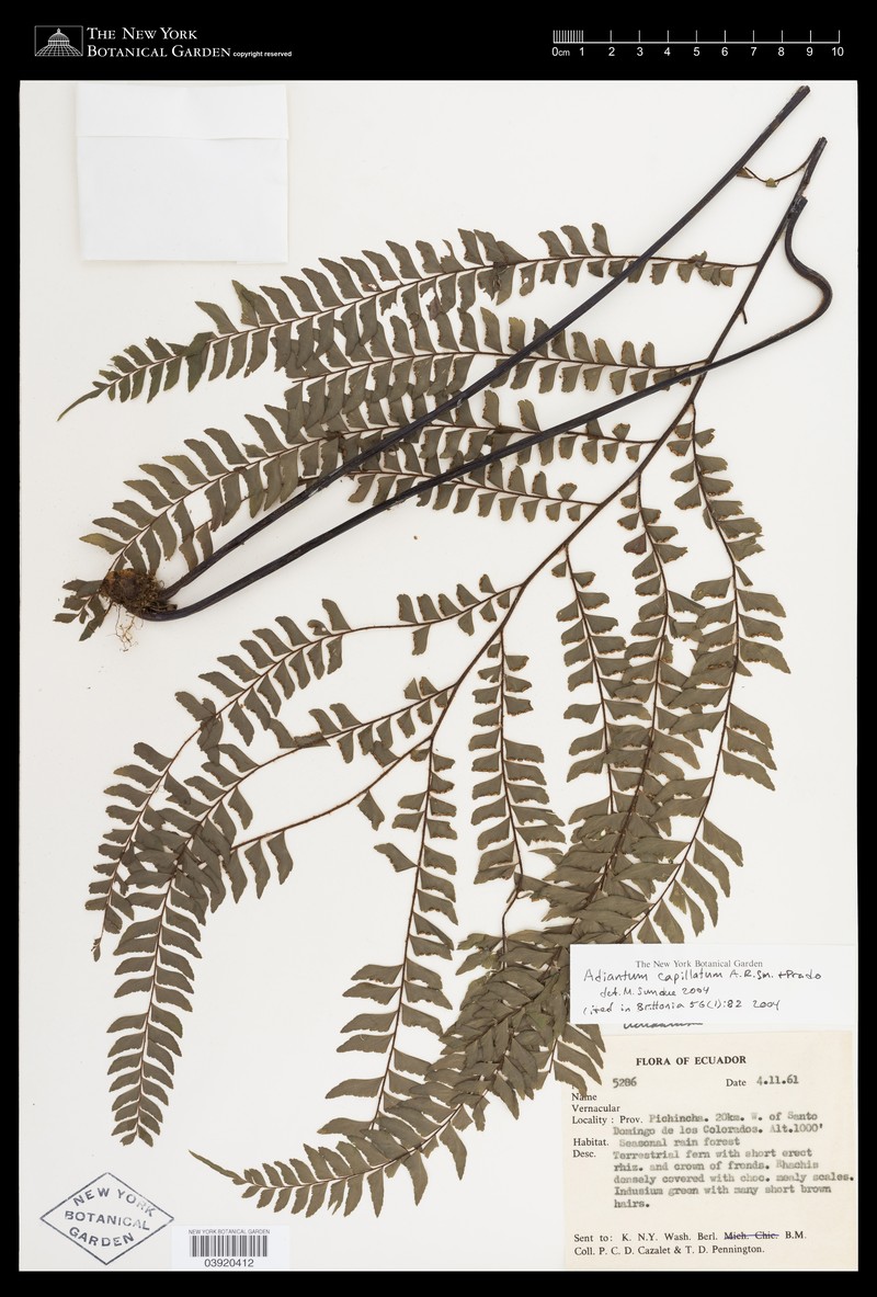 Adiantum capillatum photo 8