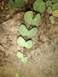 Adiantum capillus-junonis