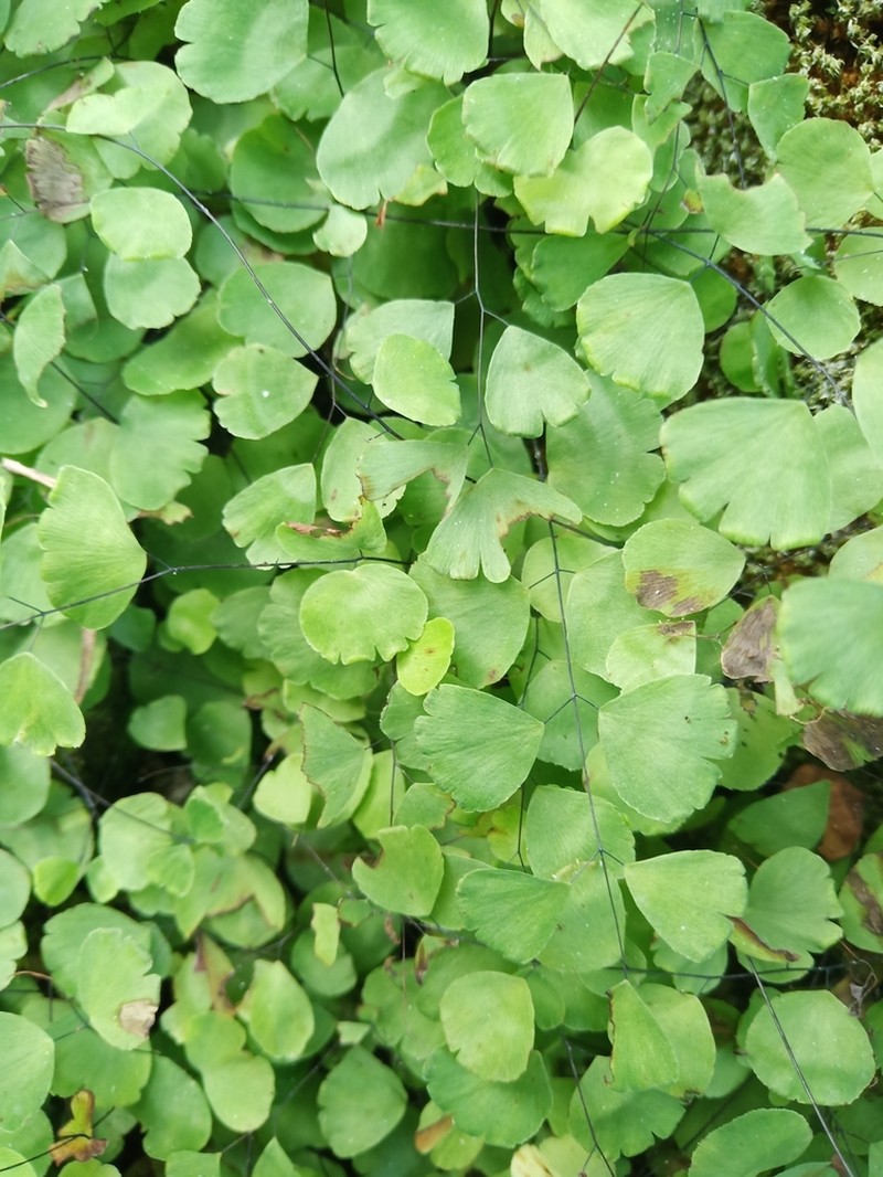 Adiantum capillus-junonis photo 2