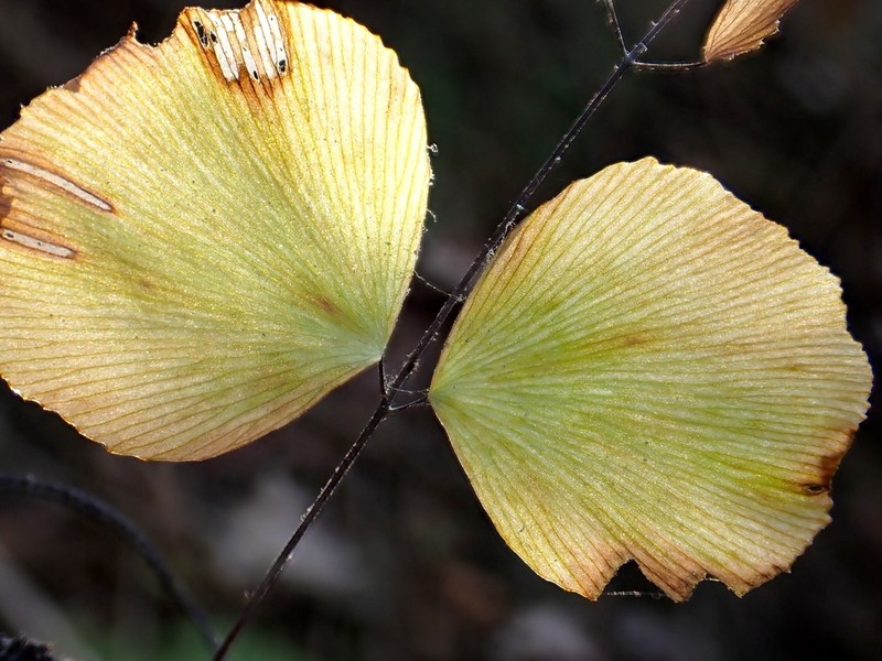Adiantum capillus-junonis photo 3