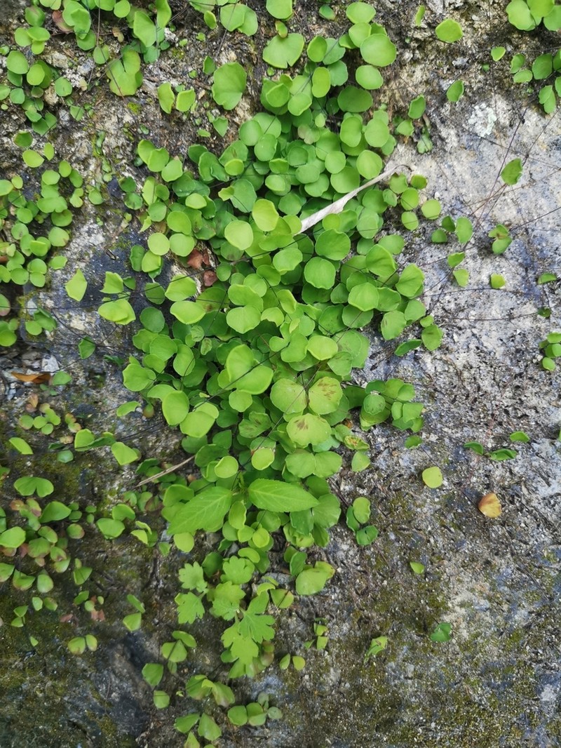 Adiantum capillus-junonis photo 4