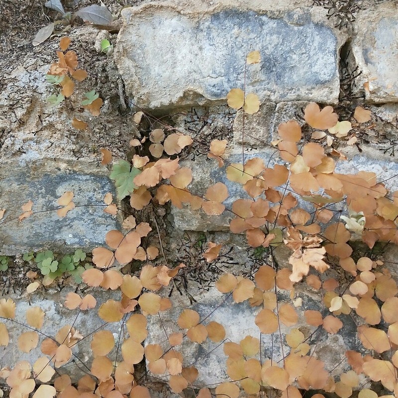 Adiantum capillus-junonis photo 5