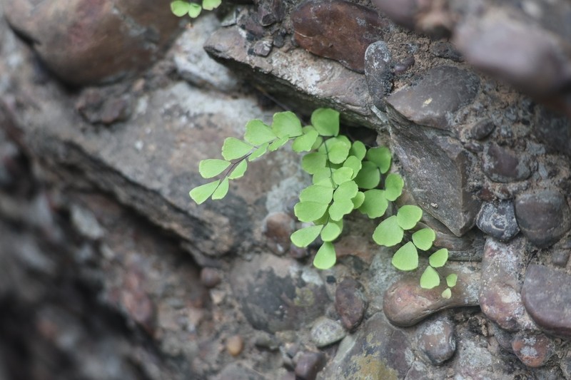 Adiantum capillus-junonis photo 6