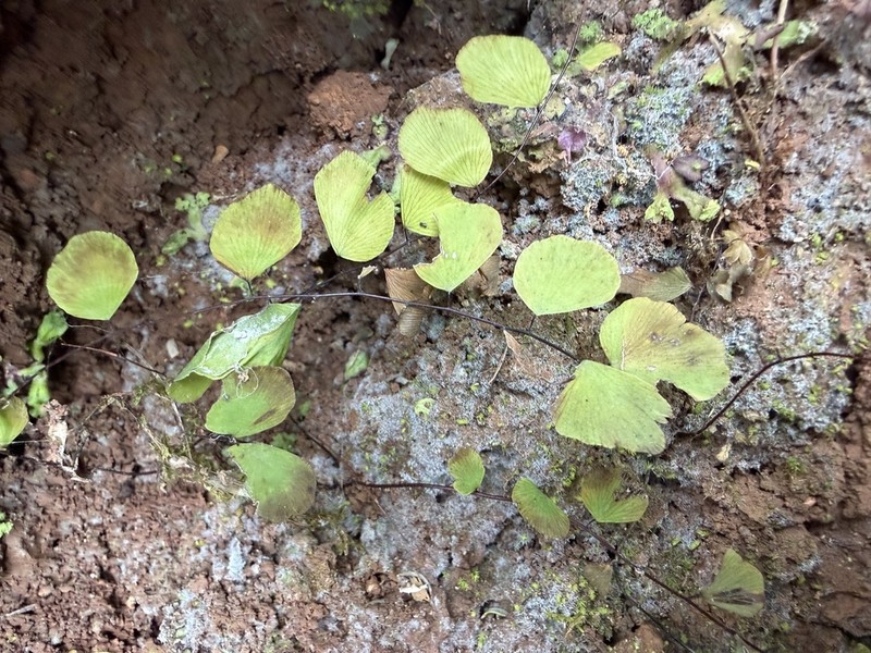 Adiantum capillus-junonis photo 7