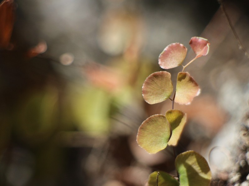 Adiantum capillus-junonis photo 8