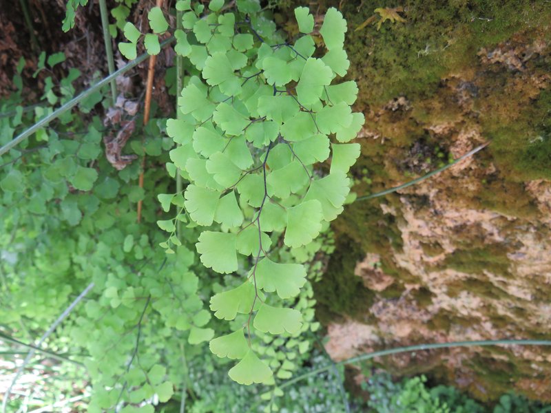Common Maidenhair