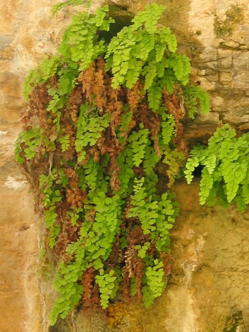 Common Maidenhair photo 2