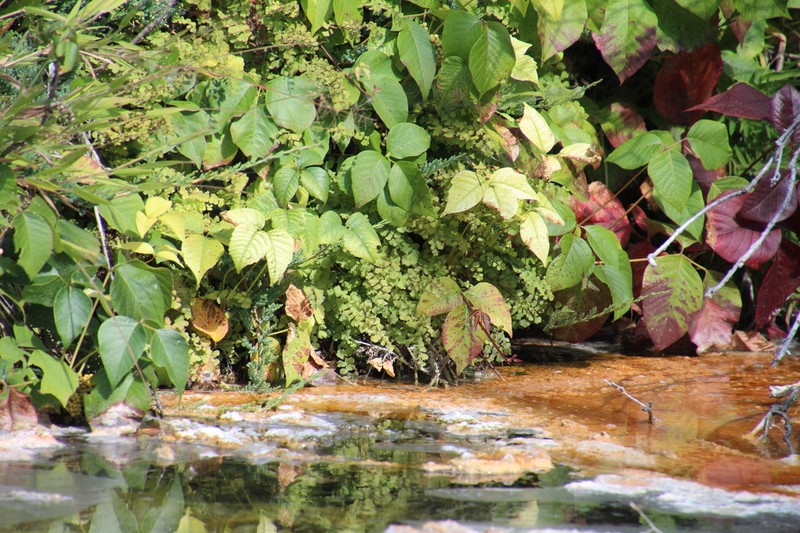 Common Maidenhair photo 3