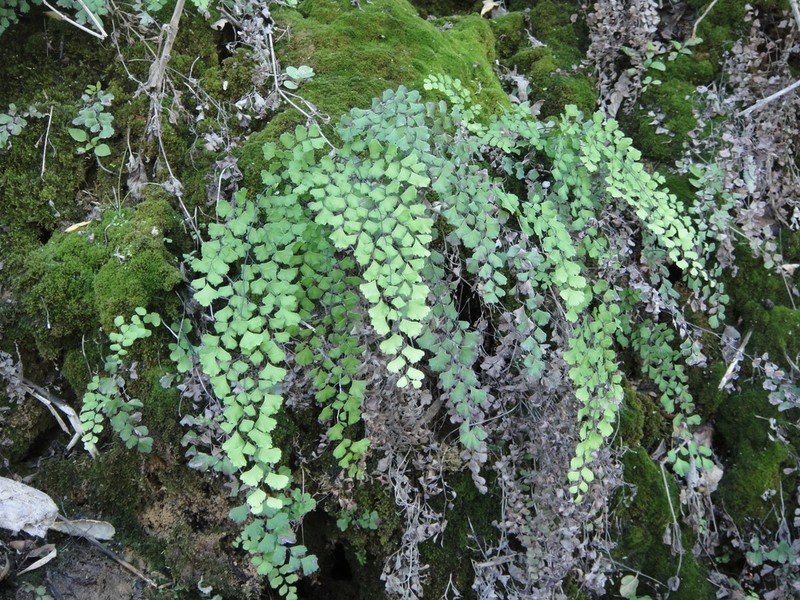 Common Maidenhair photo 4