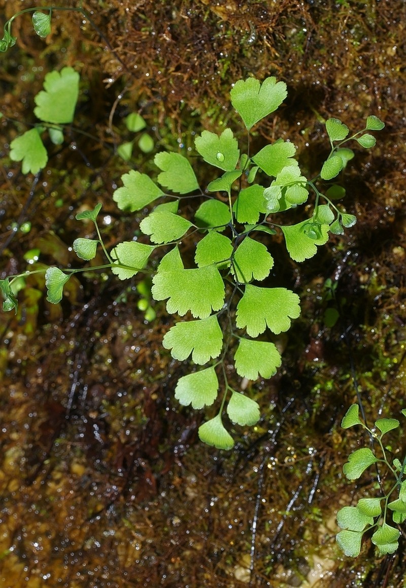 Common Maidenhair photo 5
