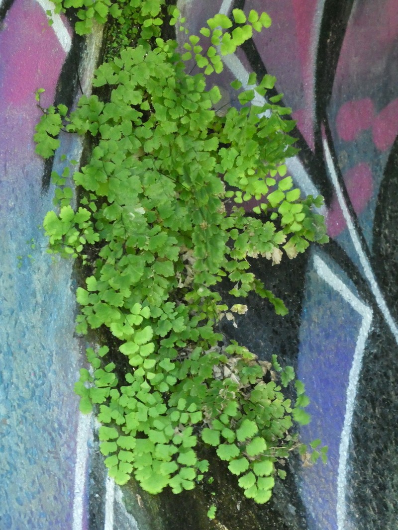 Common Maidenhair photo 6