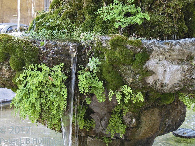 Common Maidenhair photo 8