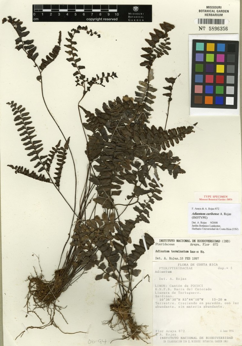 Adiantum caribense