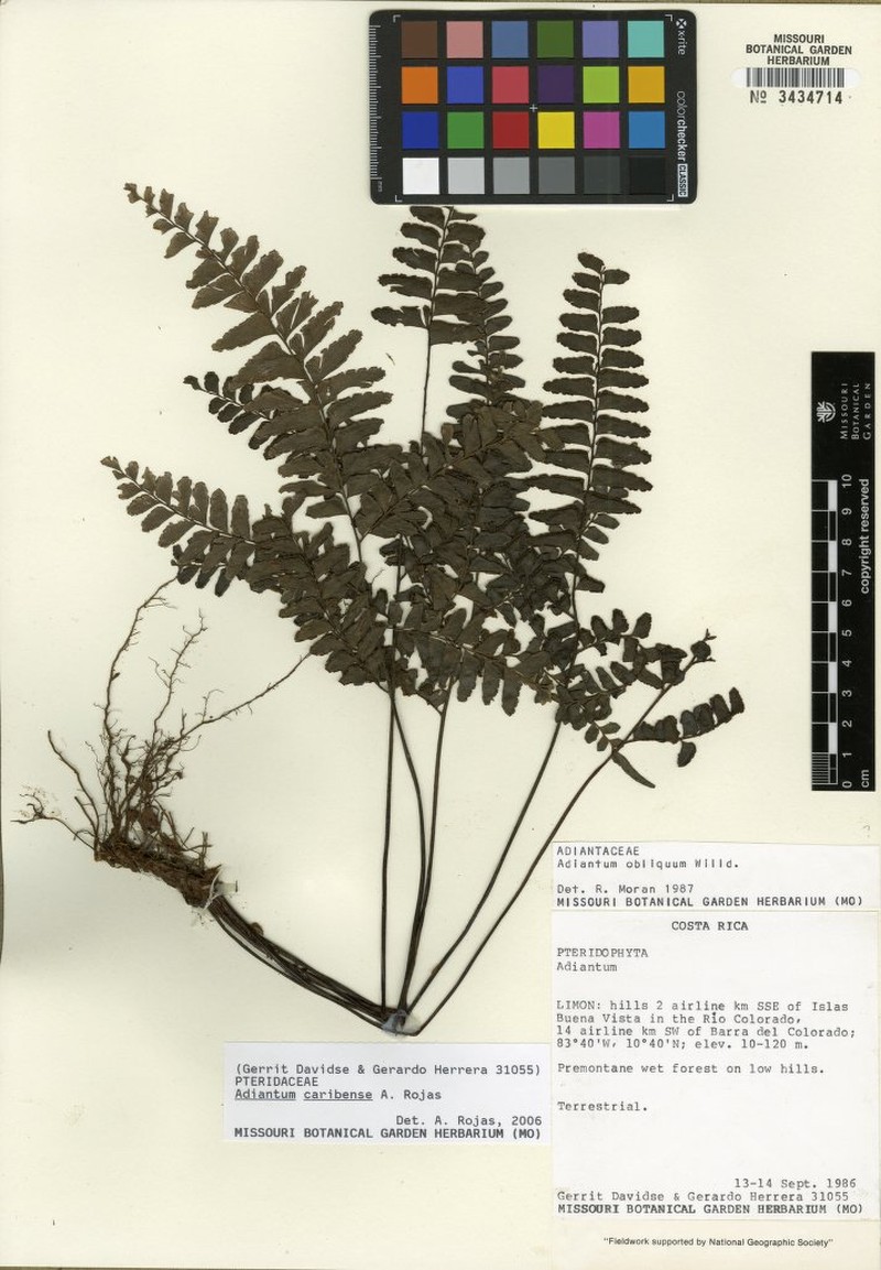 Adiantum caribense photo 2