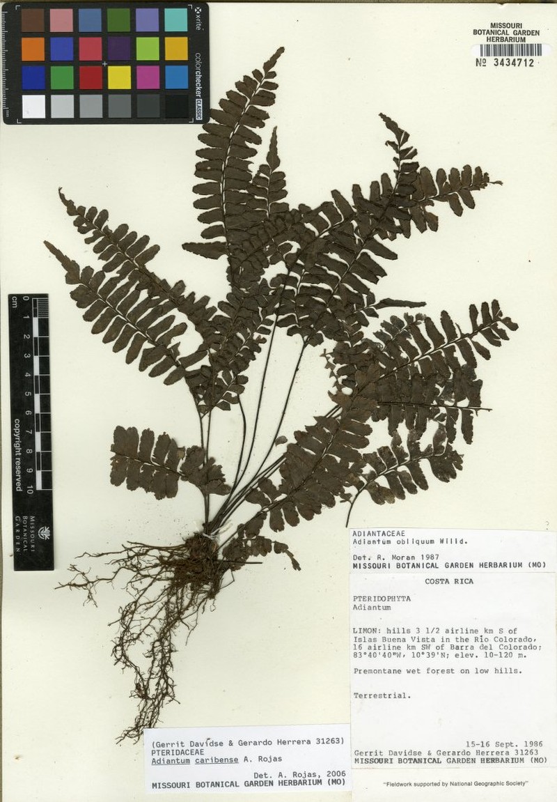 Adiantum caribense photo 3