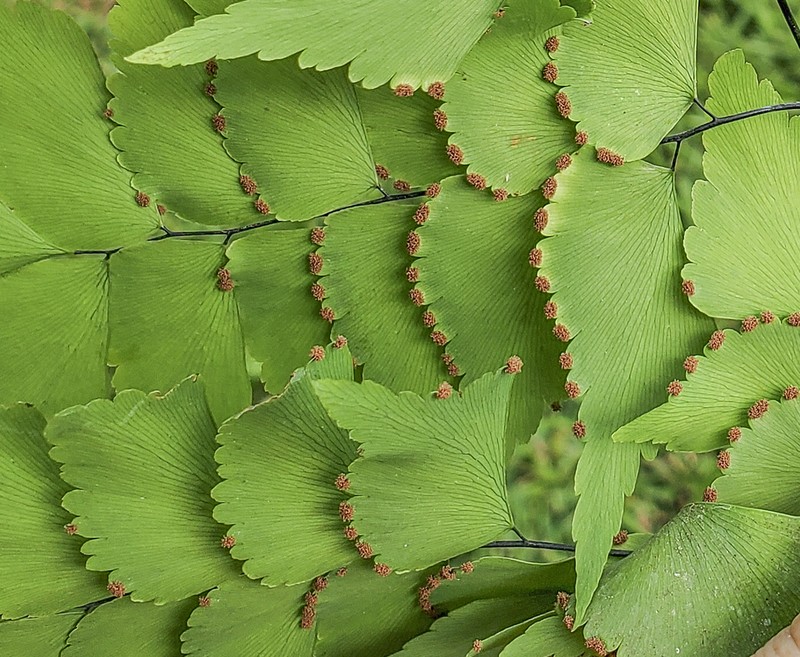 Adiantum caryotideum