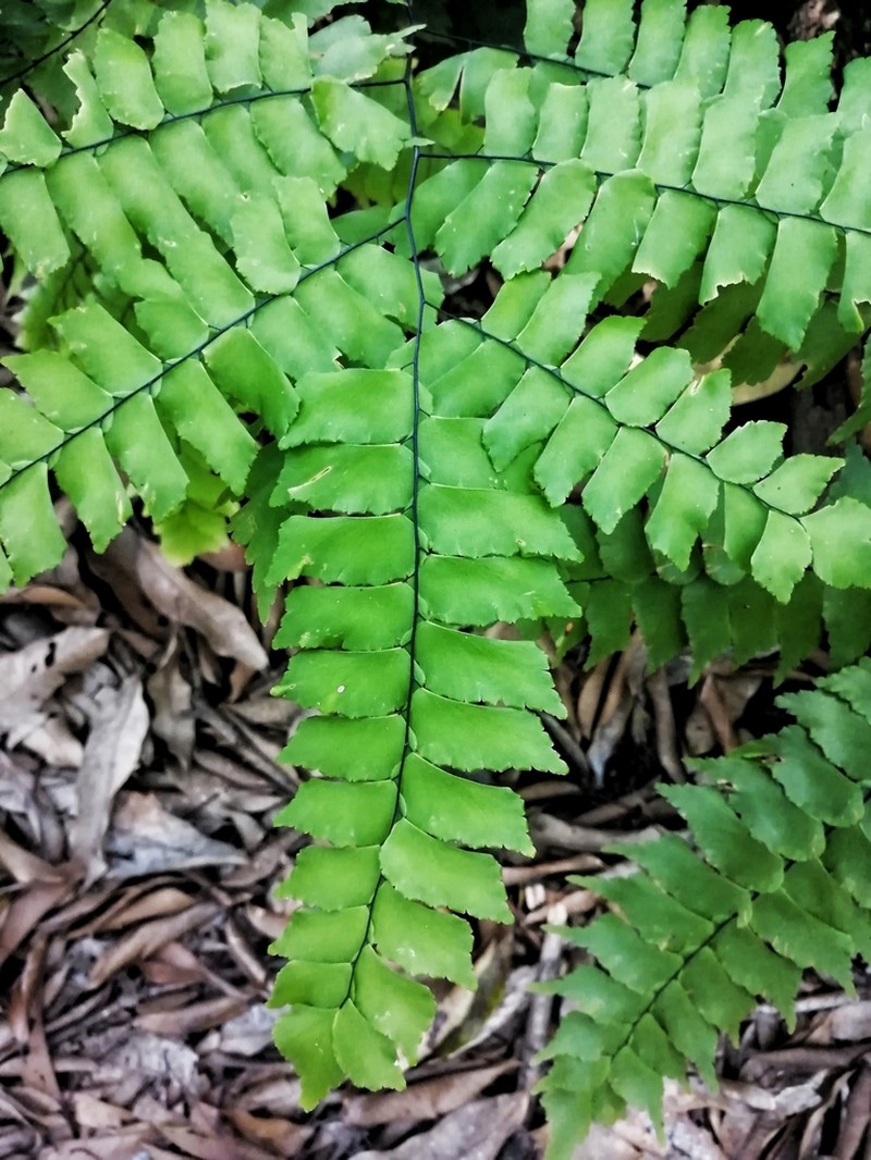 Adiantum caryotideum photo 2