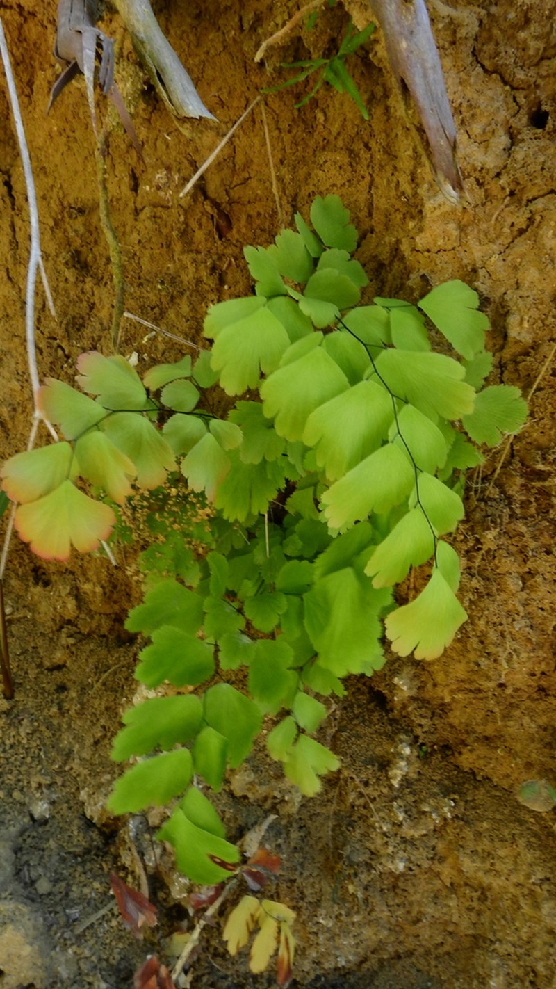 Adiantum caryotideum photo 3