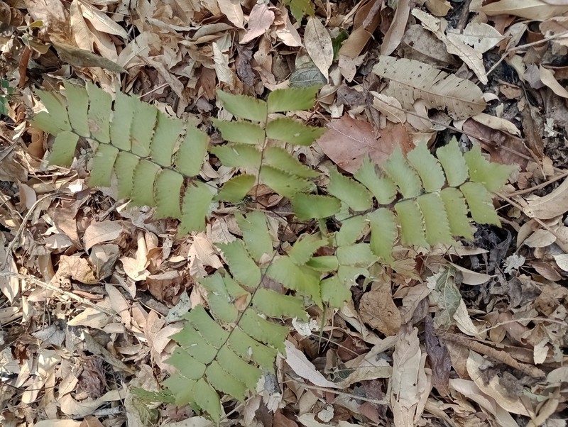 Adiantum caryotideum photo 4