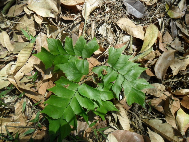 Adiantum caryotideum photo 5