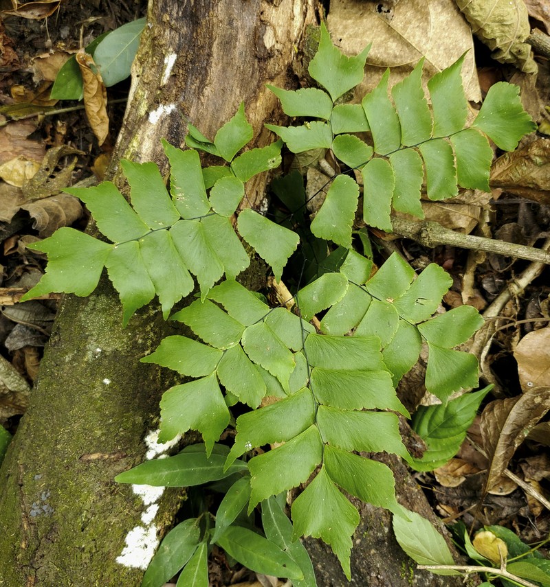 Adiantum caryotideum photo 6