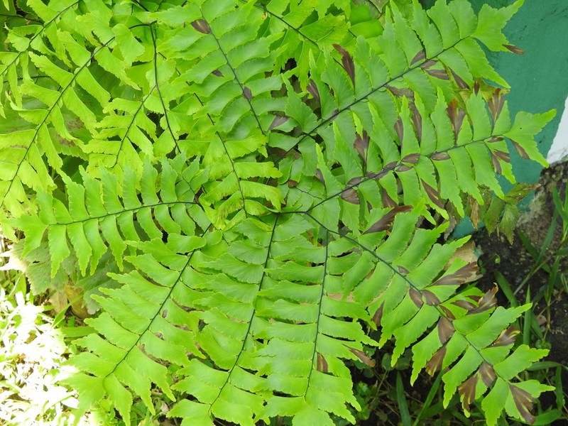 Adiantum caryotideum photo 7