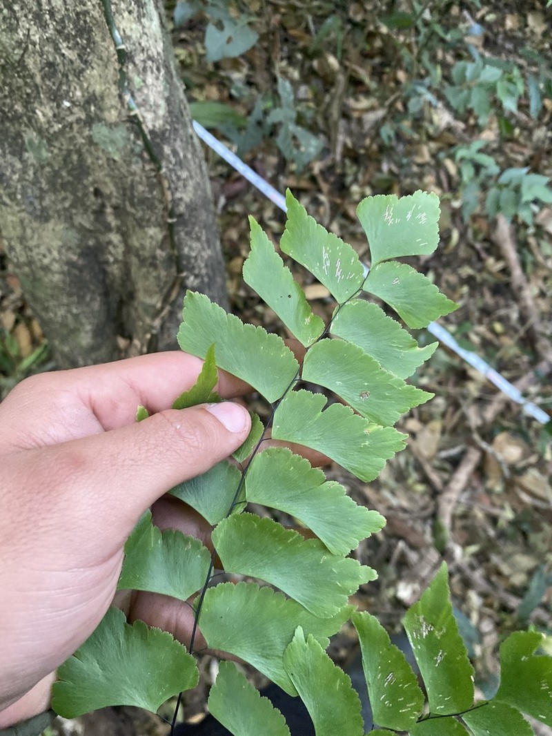 Adiantum caryotideum photo 8