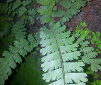 Tailed Maidenhair