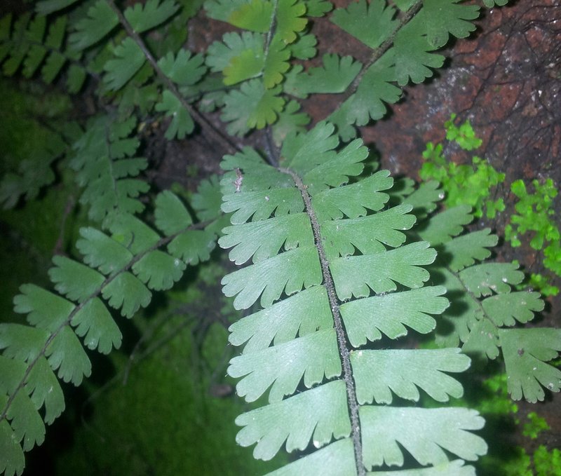 Tailed Maidenhair