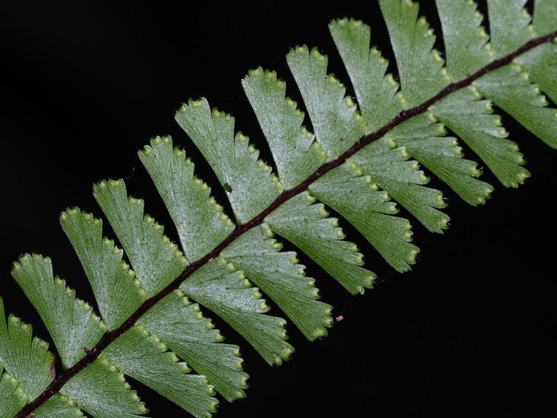 Tailed Maidenhair photo 2