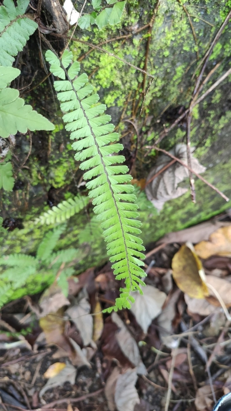 Tailed Maidenhair photo 3