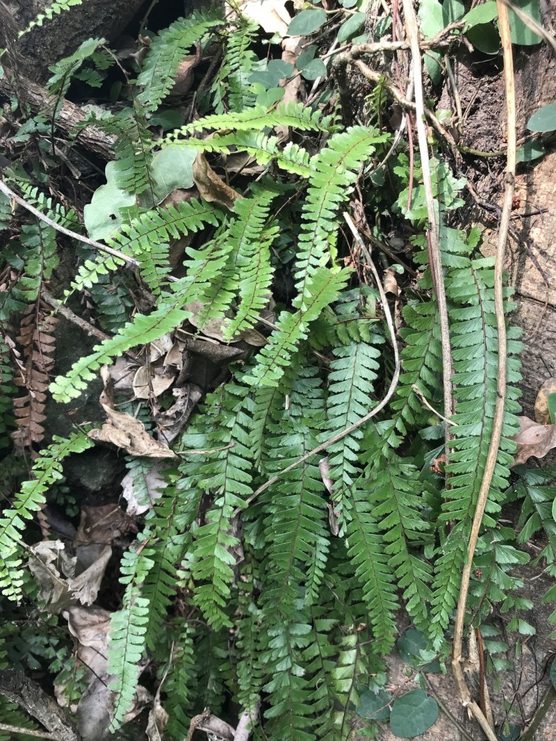 Tailed Maidenhair photo 4