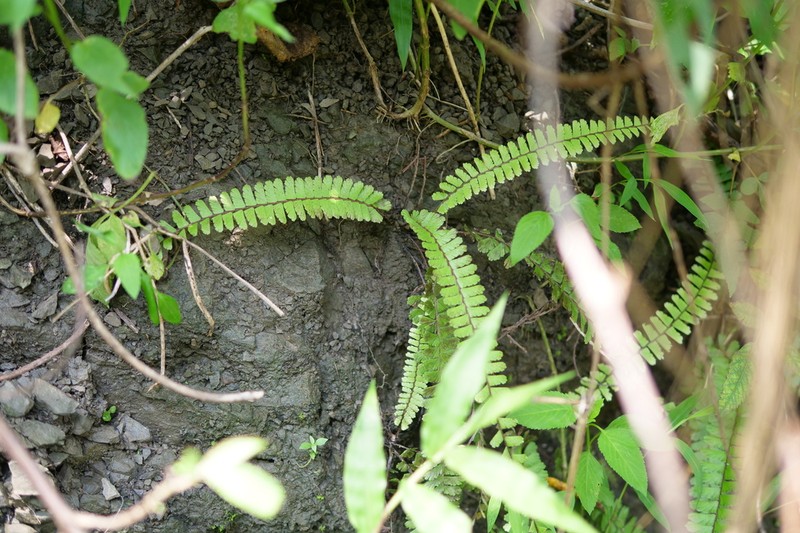 Tailed Maidenhair photo 5