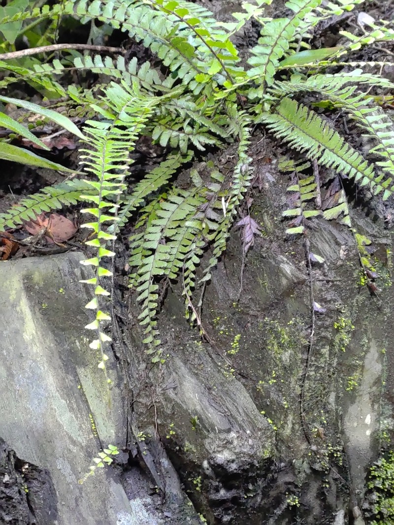 Tailed Maidenhair photo 6