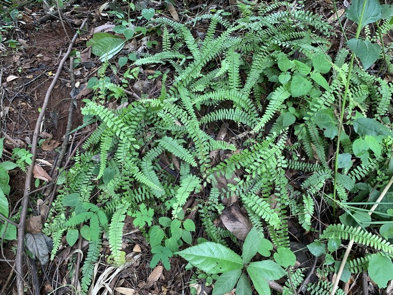 Tailed Maidenhair photo 7