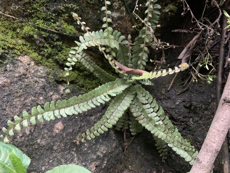 Tailed Maidenhair photo 8