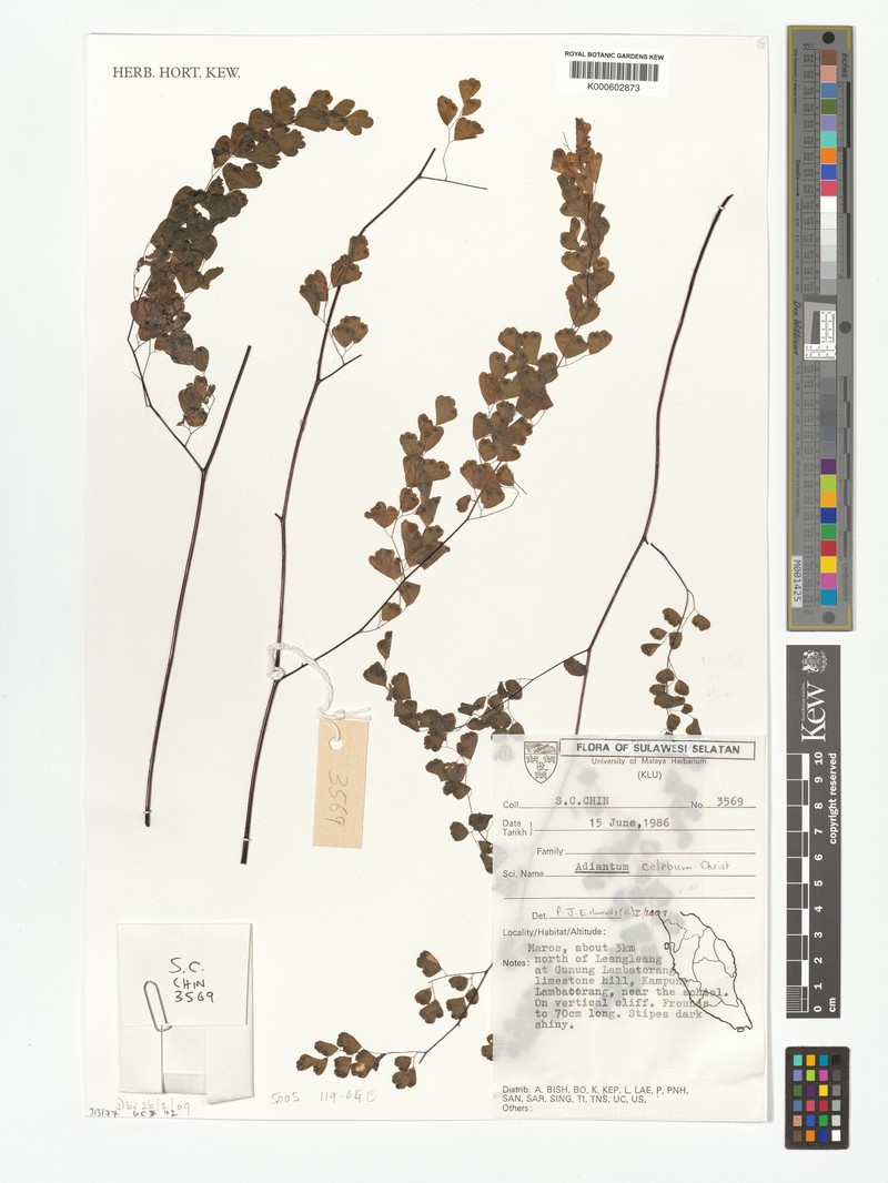 Adiantum celebicum