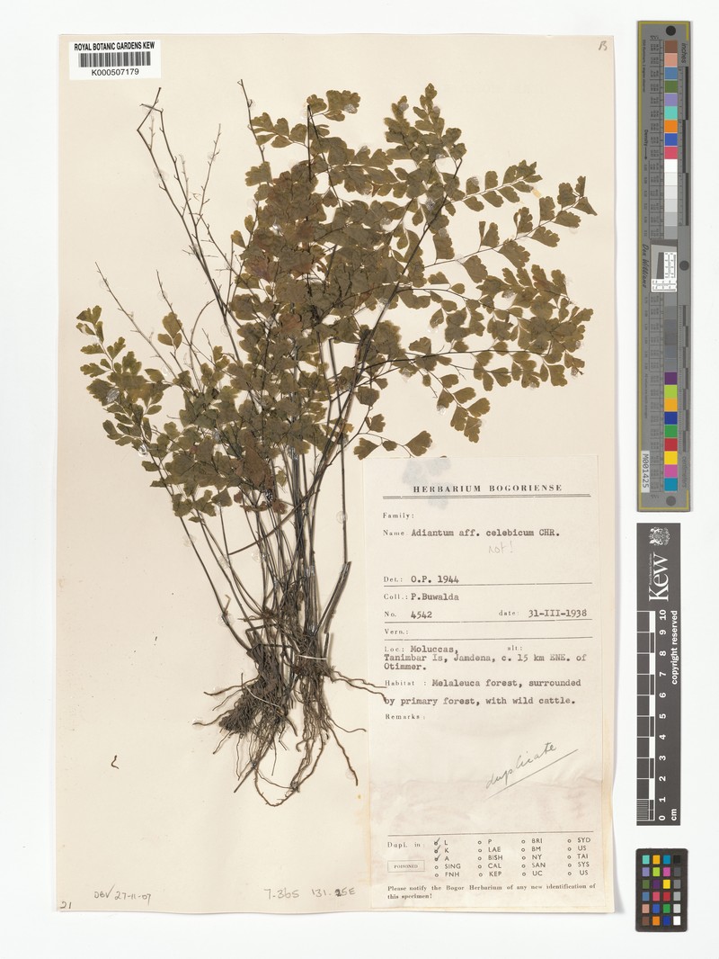 Adiantum celebicum photo 2