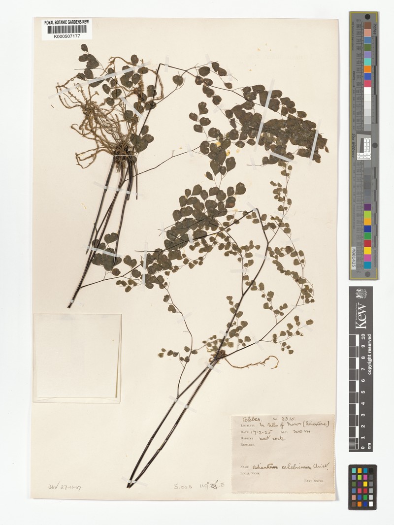 Adiantum celebicum photo 3