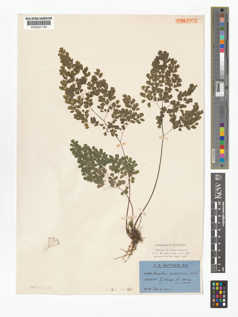 Adiantum celebicum photo 4