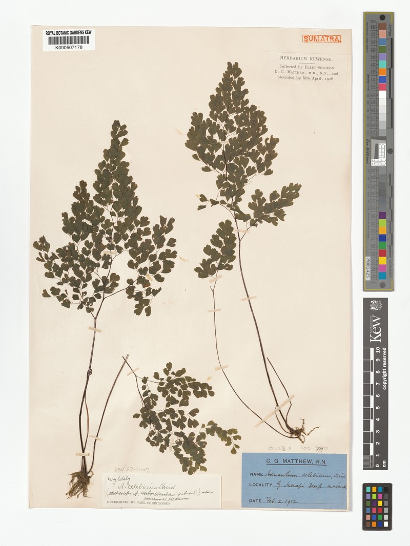 Adiantum celebicum photo 5