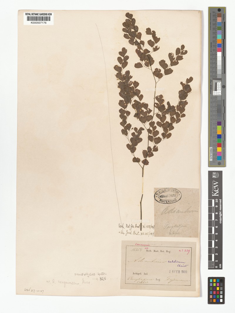 Adiantum celebicum photo 6