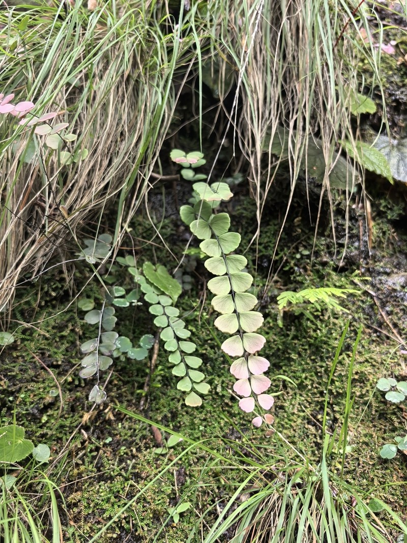 Adiantum chienii photo 5