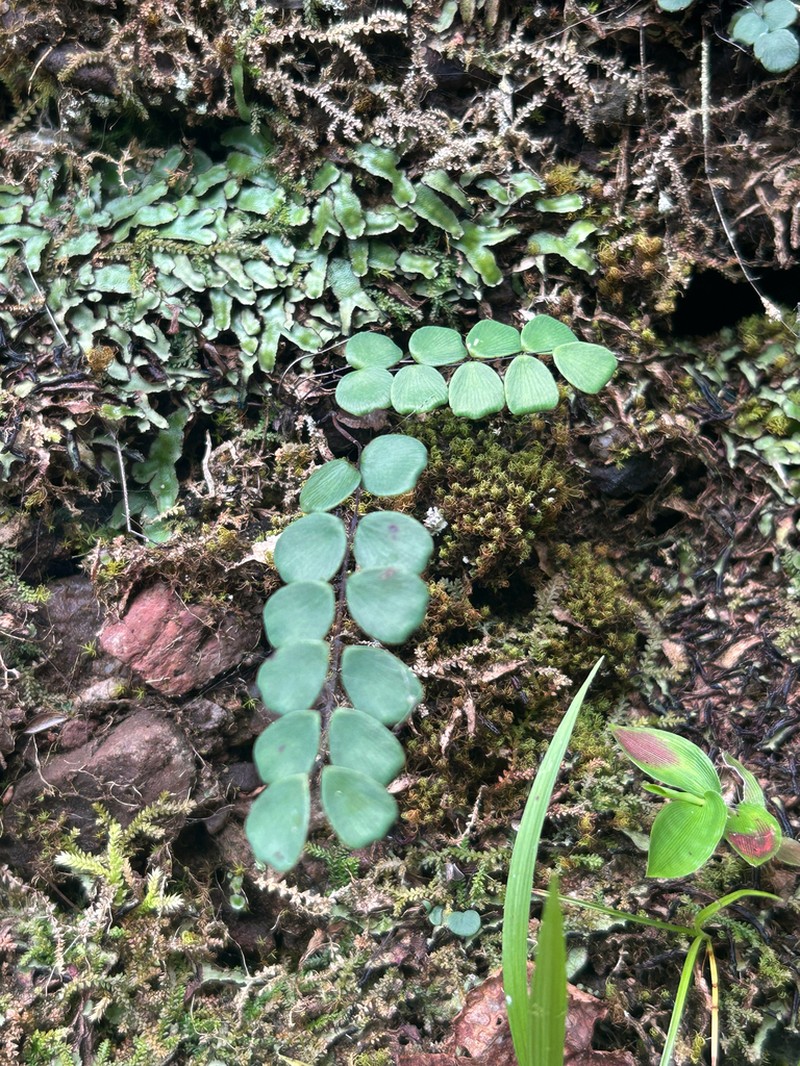 Adiantum chienii photo 2